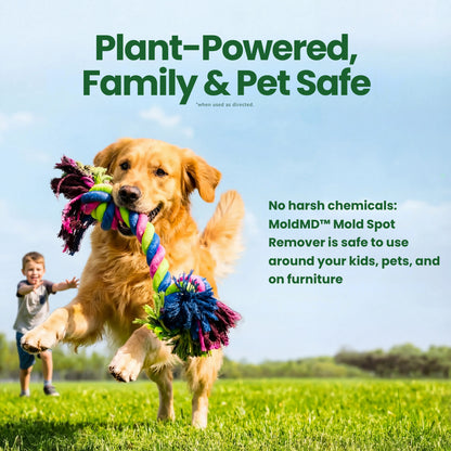 Non-Toxic Mold Spray